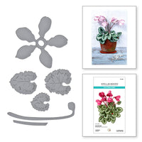 
              Cyclamen
            